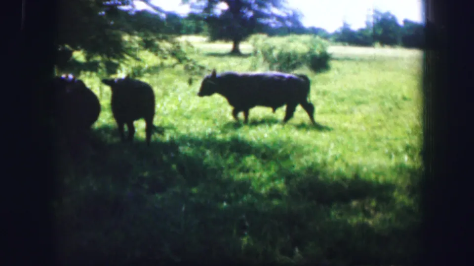 Three dark cattle appear in a bright Missouri pasture with trees and hay-like vegetation in the distance.