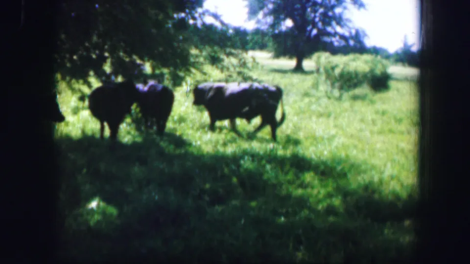 Cattle stand near shade trees in a Kirksville pasture as one black cow walks across the frame.