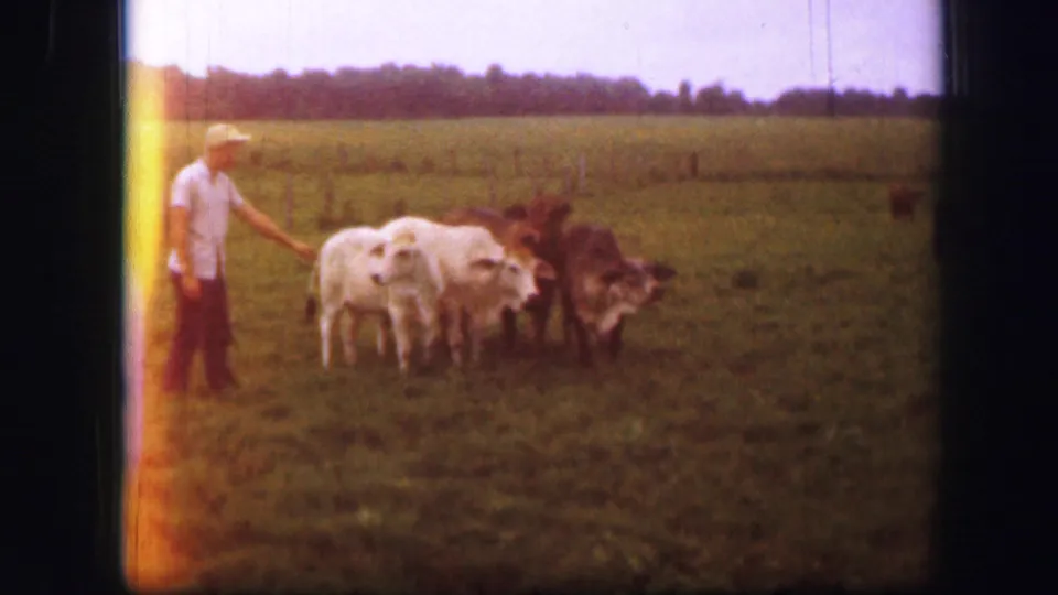 1967 Kirksville, Missouri frame with a man extending an arm toward several cattle in a green field.