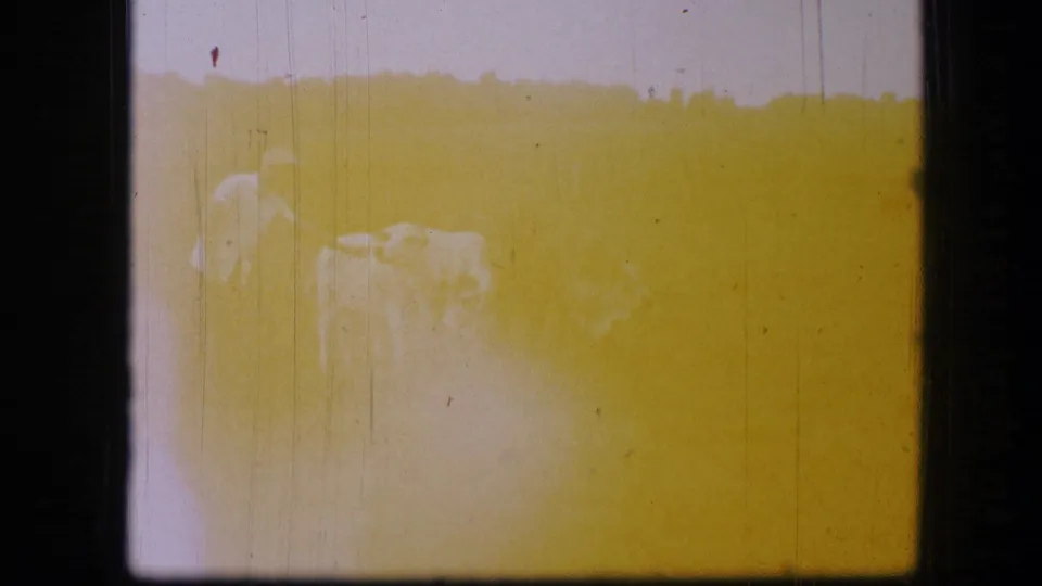 Overexposed 1967 home-movie frame faintly showing the man and cattle through a yellow exposure flare in the pasture.