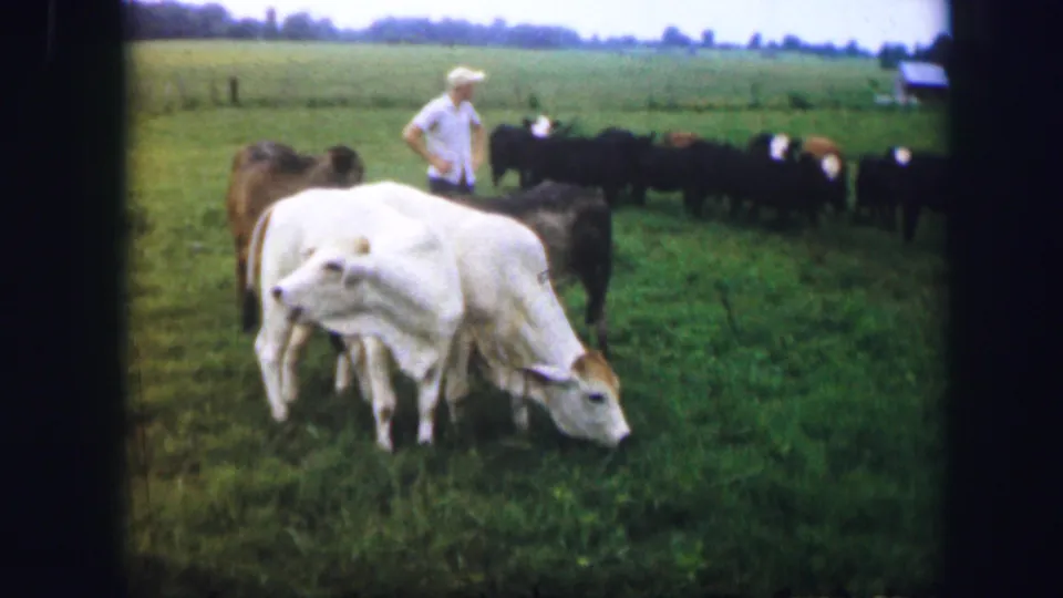 1967 8mm home-movie frame near Kirksville, Missouri, showing white cattle grazing while a man tends a herd in pasture.
