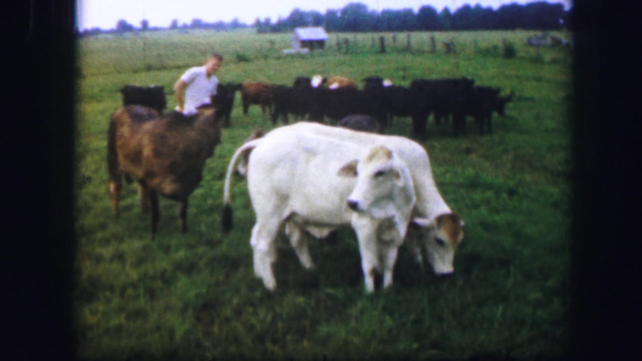 A man moves among cattle in a green pasture, with white cattle in the foreground.