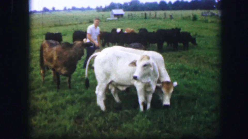Kirksville-area 1967 8mm frame showing cattle in a green pasture with a man visible behind the foreground animals.