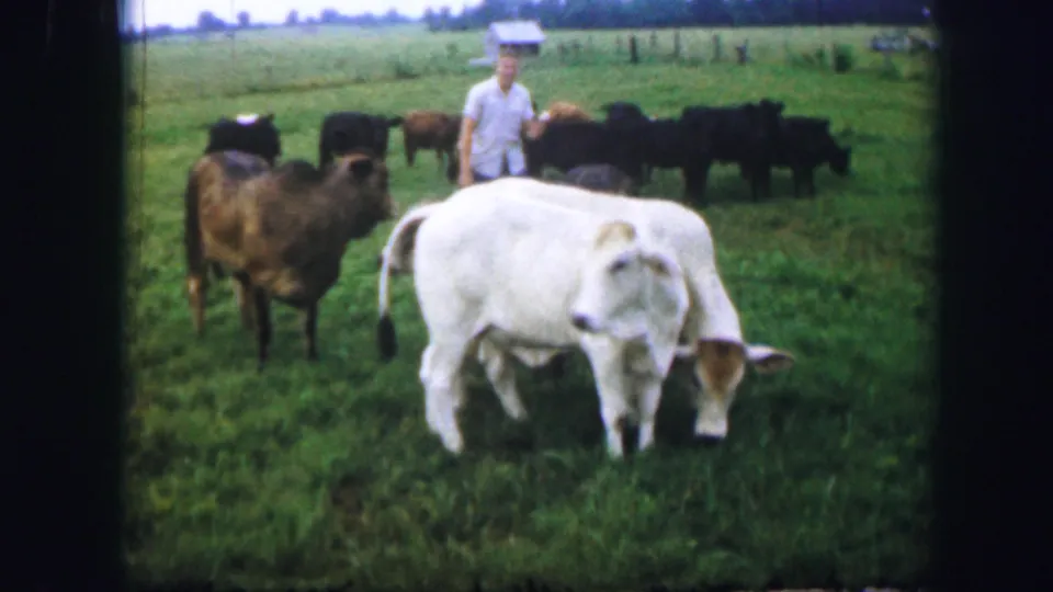1967 8mm home-movie frame near Kirksville showing a man standing behind white and brown cattle in a pasture.