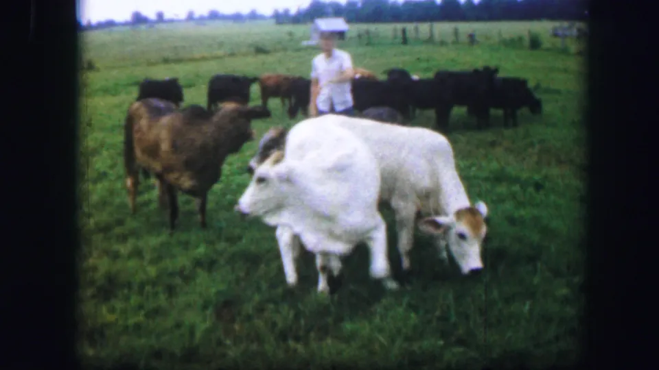 In 1967 Kirksville, Missouri, a man in a white shirt and hat stands among grazing cattle in an open pasture.