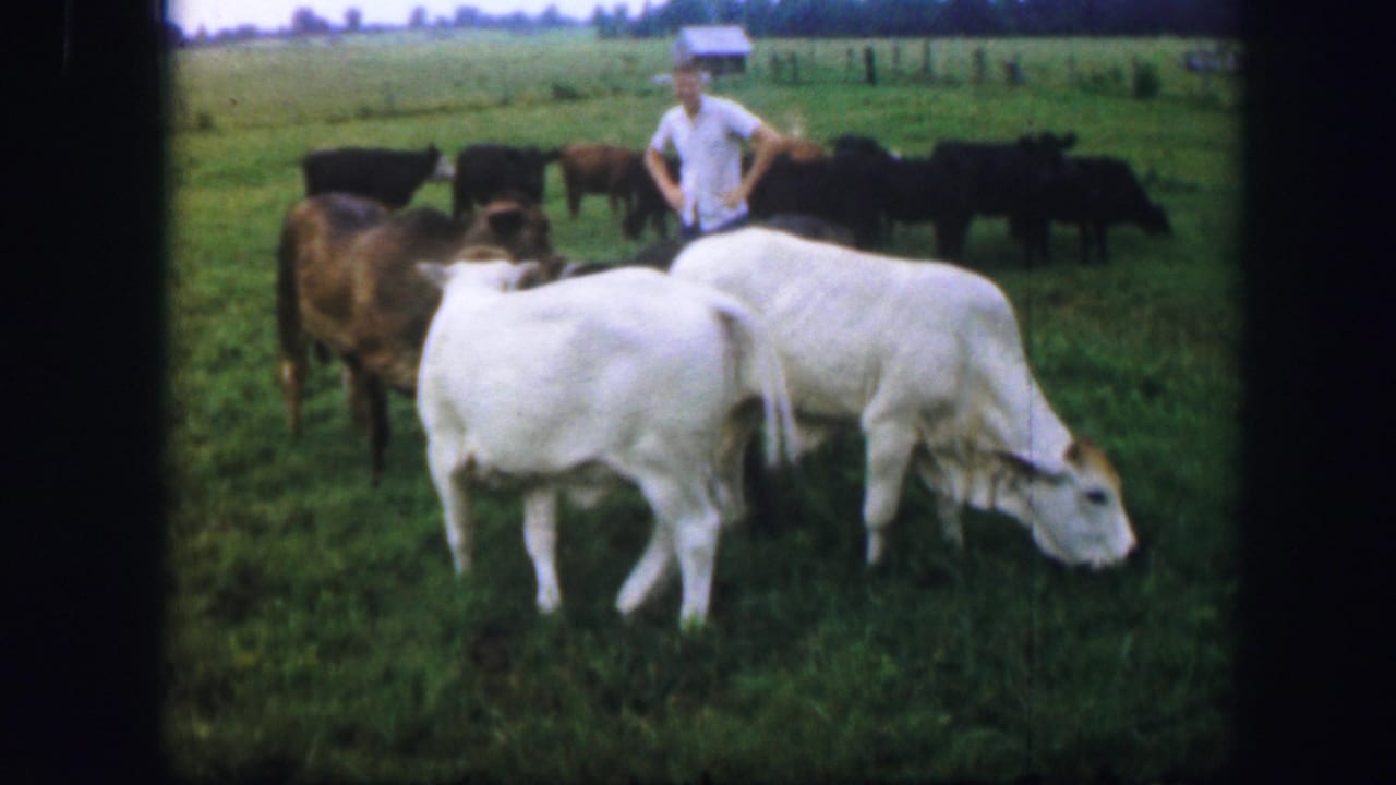 White cattle graze in the foreground while a man stands behind them.