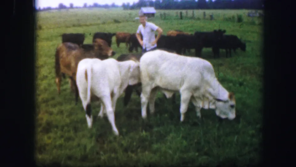Two white cattle graze close to the camera in 1967 Missouri, with a man and a small herd visible in the background.