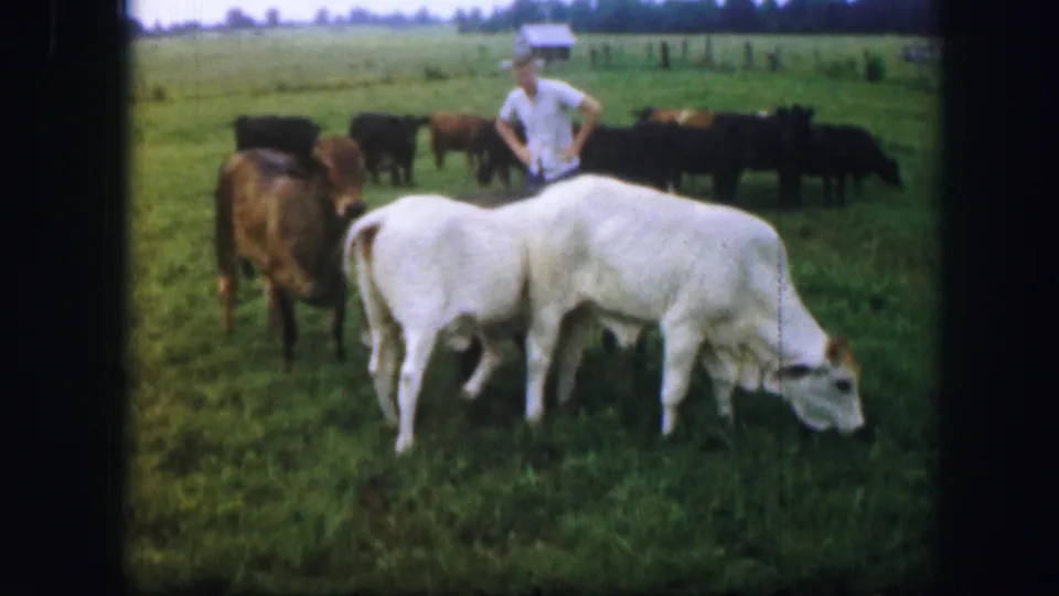 A white cow grazes in the foreground while a man in a white shirt stands with cattle in a Kirksville, Missouri pasture.
