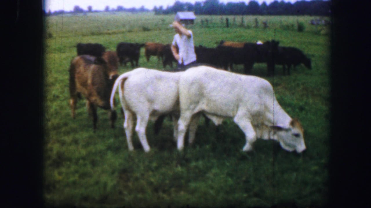 1967 Kirksville, Missouri home-movie frame showing a man among grazing cattle in an open pasture with fencing and trees beyond.