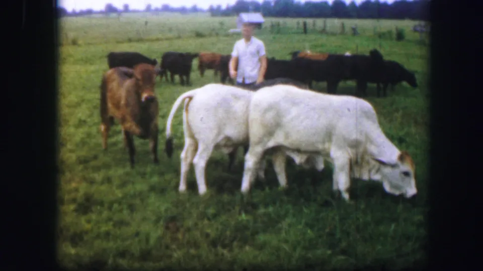 1967 Kirksville pasture scene with white cattle grazing close to camera and a man standing near darker cattle in the background.