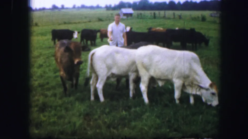 Home-movie frame from Kirksville, Missouri in 1967 showing a man watching over cattle in a grassy pasture.