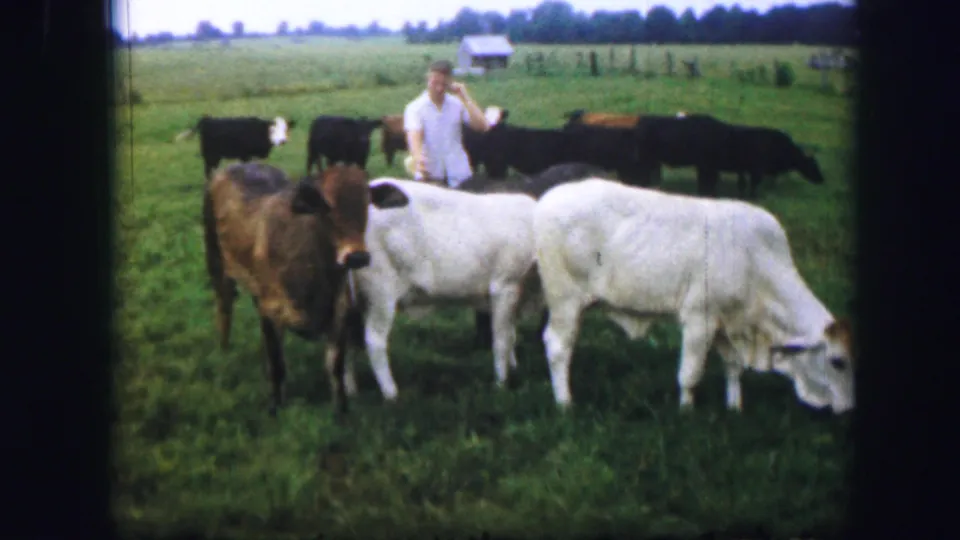 1967 Kirksville, Missouri frame with a brown cow near the camera, white cattle grazing, and a man standing behind the herd.