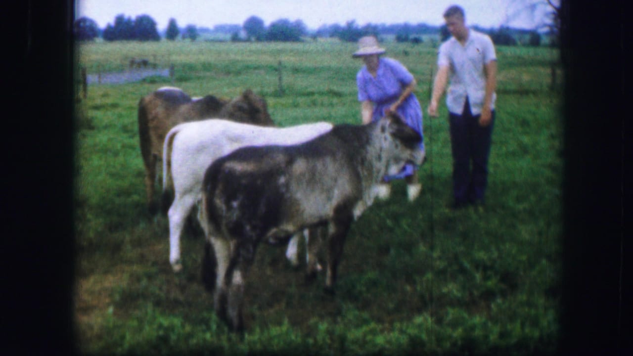In 1967 Kirksville, Missouri footage, a woman in a blue dress and a man in a light shirt stand near cattle in a green pasture.