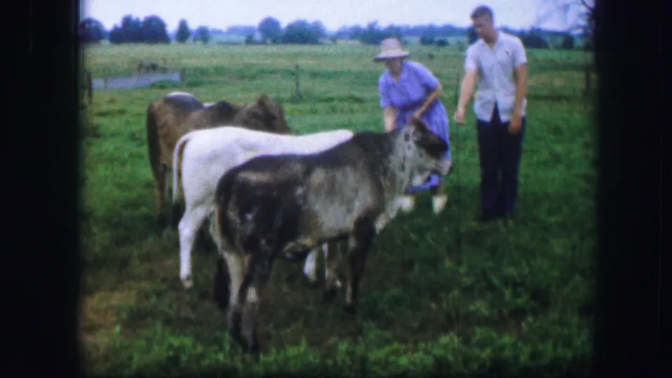 In 1967 Kirksville, Missouri footage, a woman in a blue dress and a man in a light shirt stand near cattle in a green pasture.