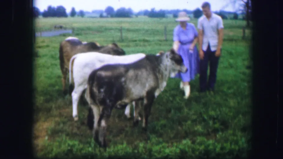 The couple remains beside the cattle in the Kirksville pasture, with open farmland and trees visible beyond them.