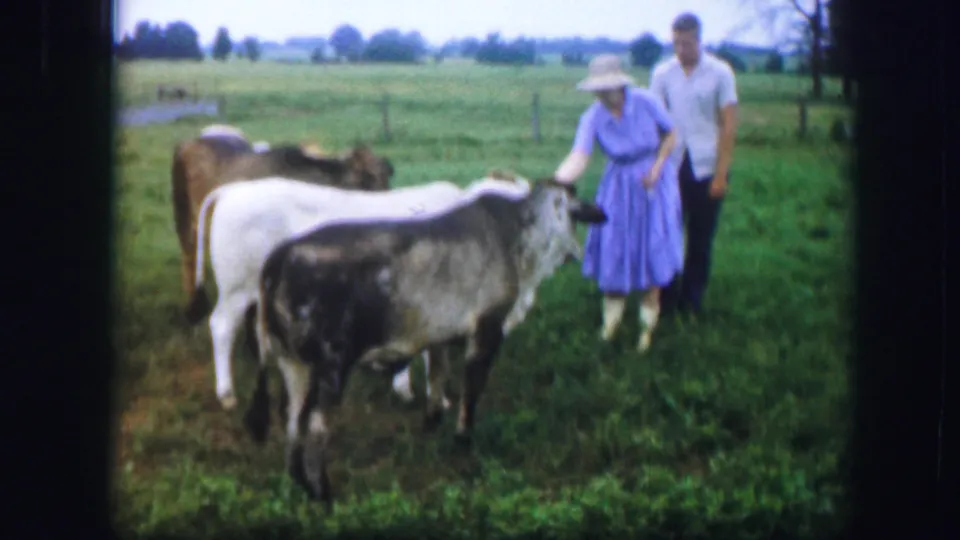 A woman in a blue dress extends her hand toward a calf as a man stands close by in the 1967 Missouri farm footage.