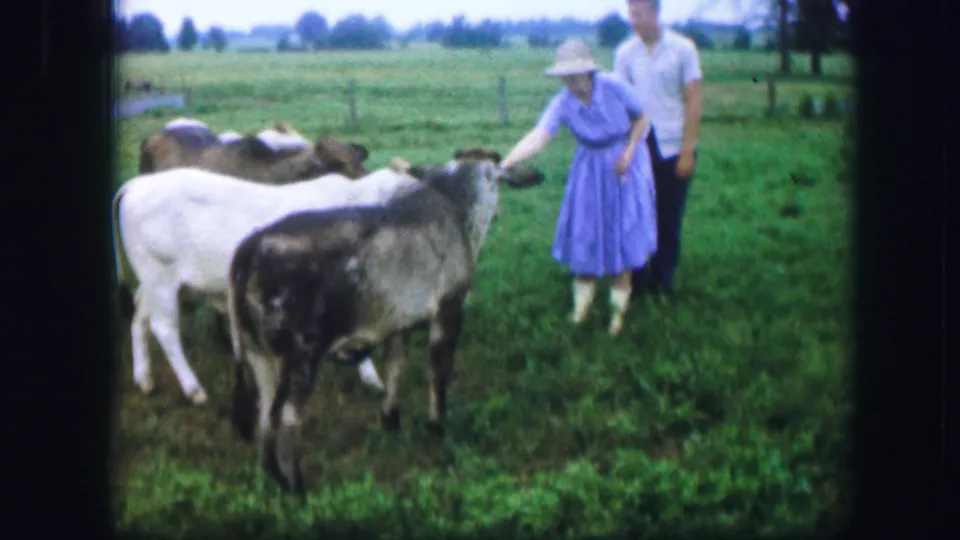 The woman reaches to a calf at close range while the man stands nearby, with cattle and pasture filling the frame.