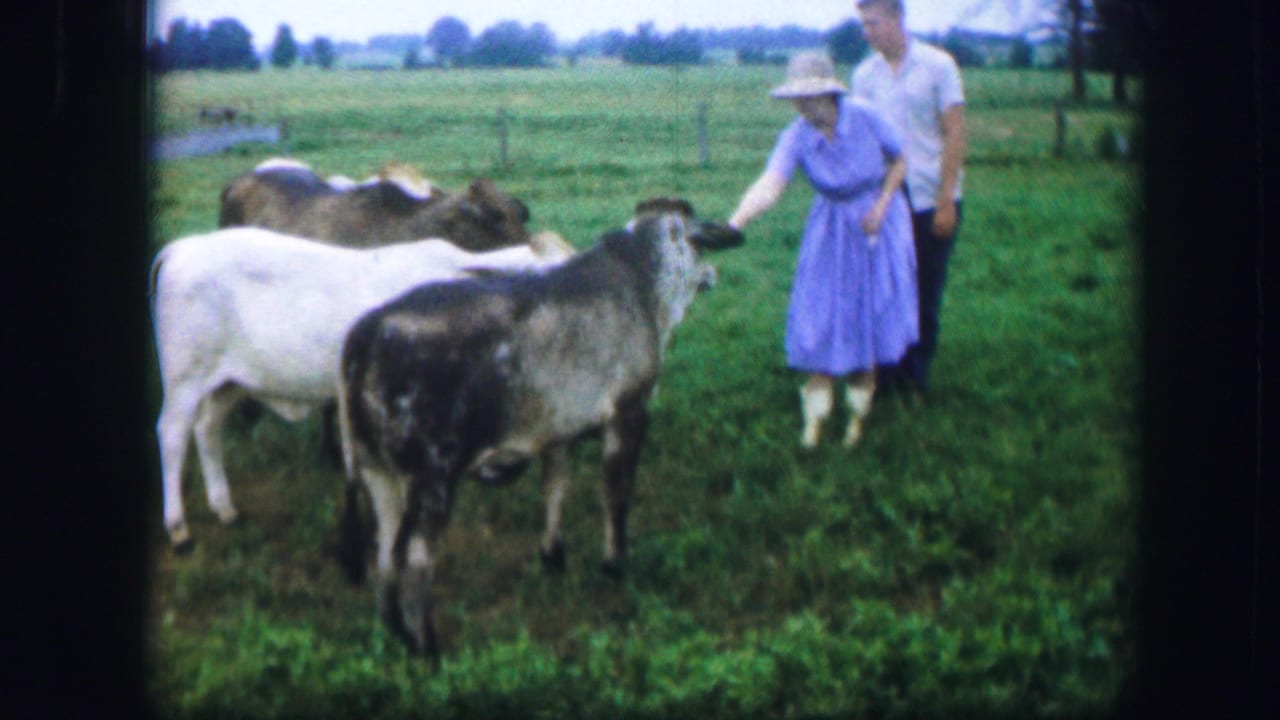1967 Kirksville, Missouri home-movie frame of a woman in a blue dress and straw hat touching cattle as a man stands nearby.