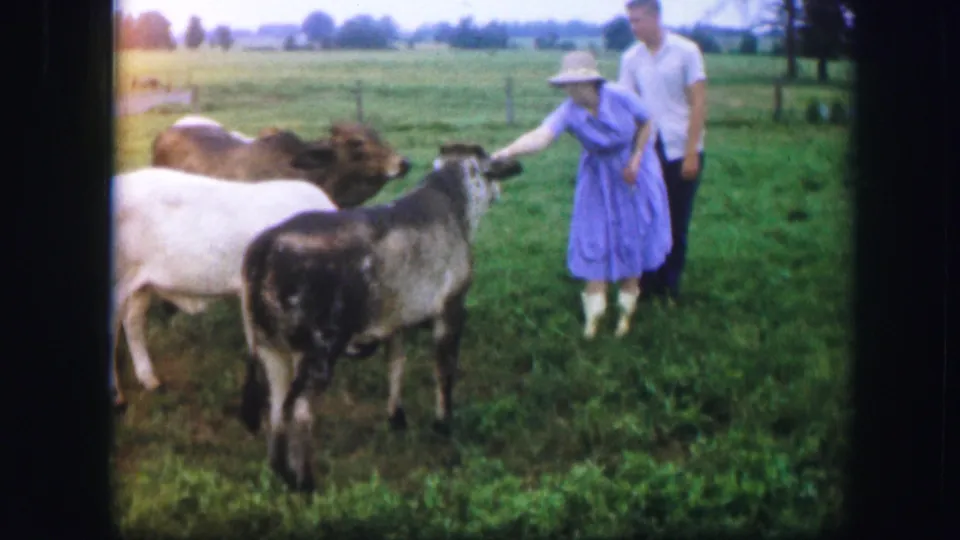 A 1967 rural Missouri frame shows a woman in a blue dress reaching toward a calf, with a man standing close behind her in pasture grass.