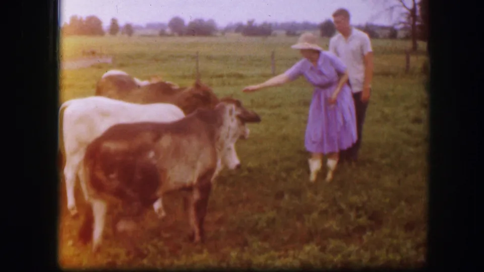 In this 1967 Kirksville farm frame, cattle cluster beside a woman in a blue dress and hat while a man stands partly behind her.
