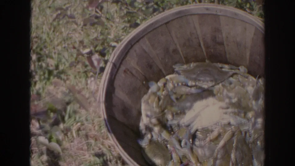 A wooden basket filled with crabs sits on grass in Sarasota, Florida, shown as a close 8mm home-movie cutaway.