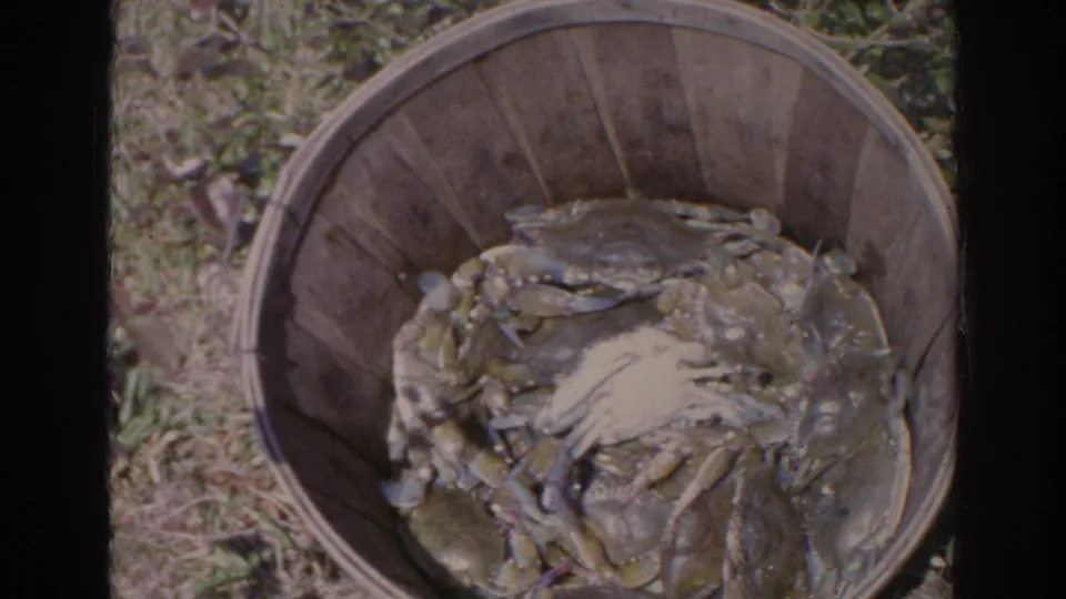 Crabs fill a round wooden basket on grass in Sarasota, Florida, continuing the seafood cutaway in the 1969 8mm footage.