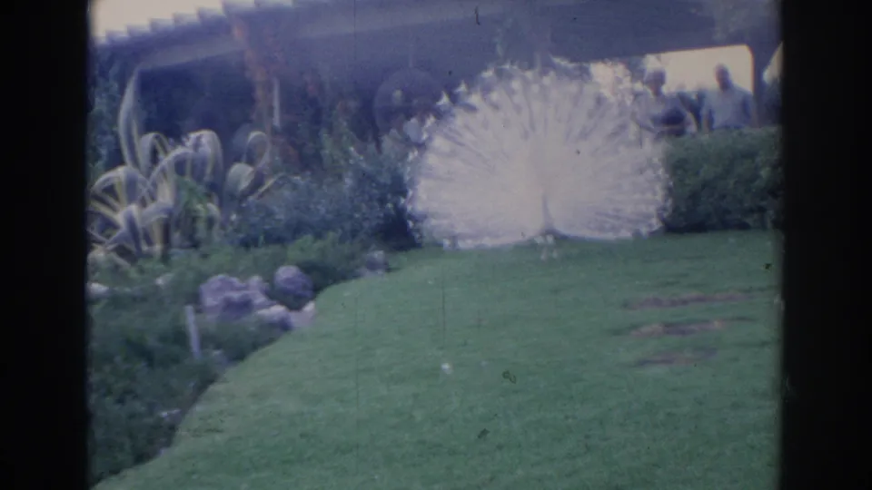 1969 Sarasota 8mm frame showing a white peacock with its tail fully fanned on a green lawn in a landscaped garden.