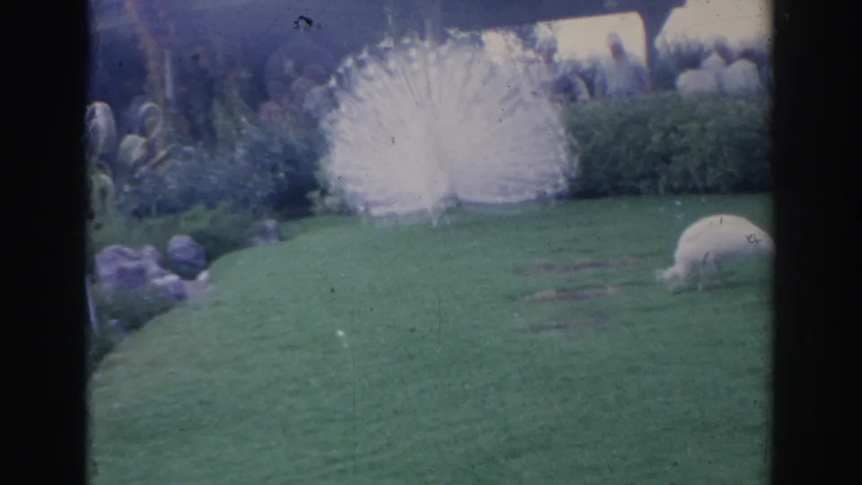 1969 Sarasota frame showing a white peacock displaying on a landscaped lawn, with another white bird visible at right.